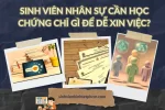 Sinh Viên Nhân Sự Cần Học Chứng Chỉ Gì Để Dễ Xin Việc?